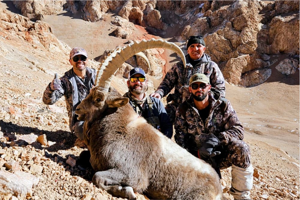 Pamir ibex hunting trophy