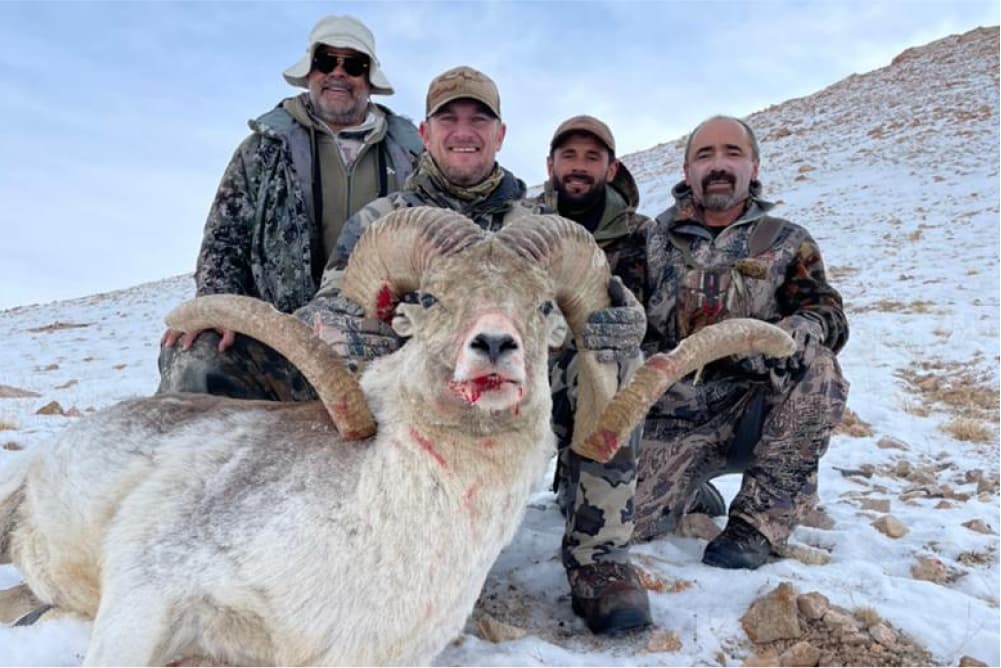Marco Polo argali hunting trophy