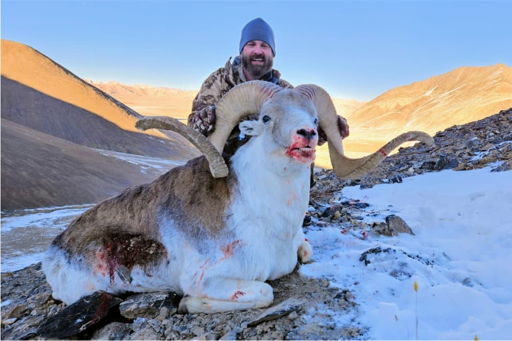 Marco Polo argali hunting trophy