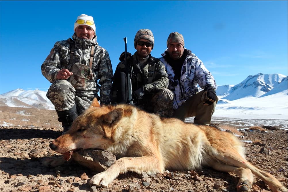 Wolf hunting trophy