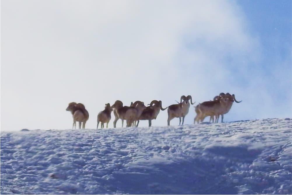 Wildlife in the Pamir Mountains