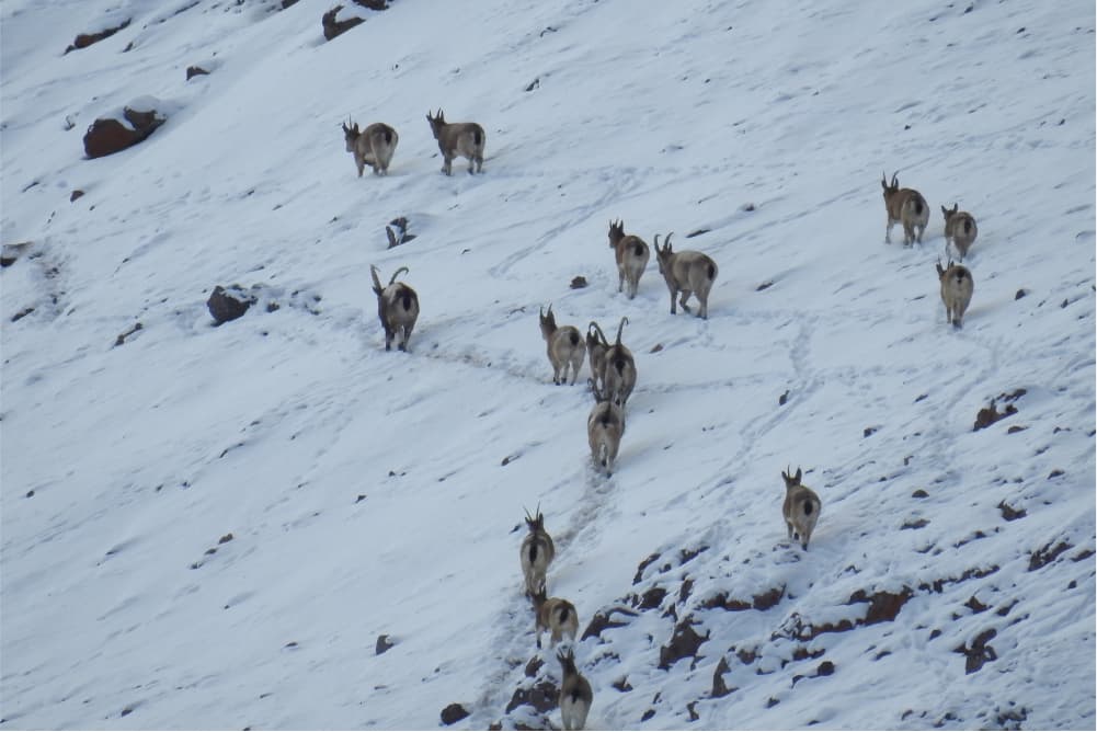 Wildlife in the Pamir Mountains