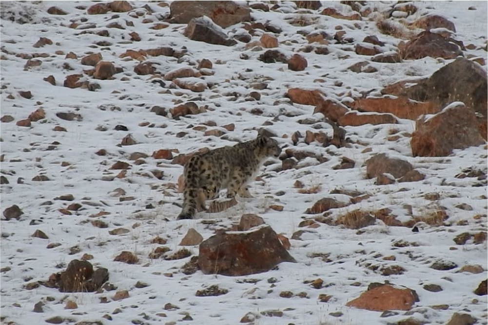 Wildlife in the Pamir Mountains