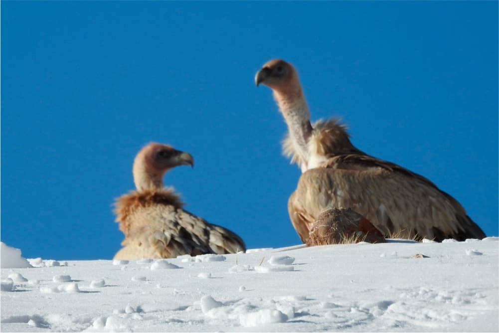 Wildlife in the Pamir Mountains