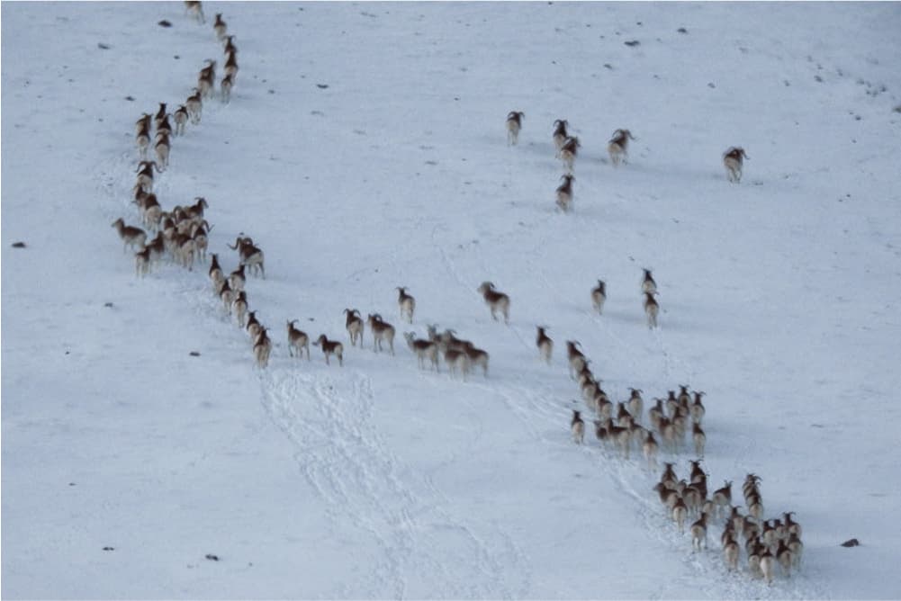 Wildlife in the Pamir Mountains