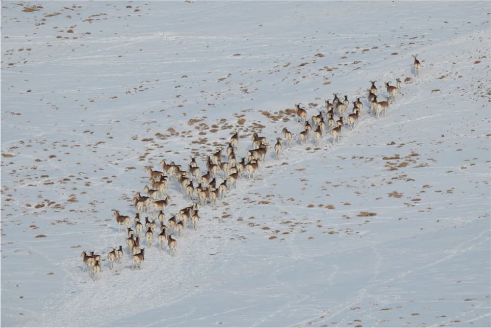 Wildlife in the Pamir Mountains