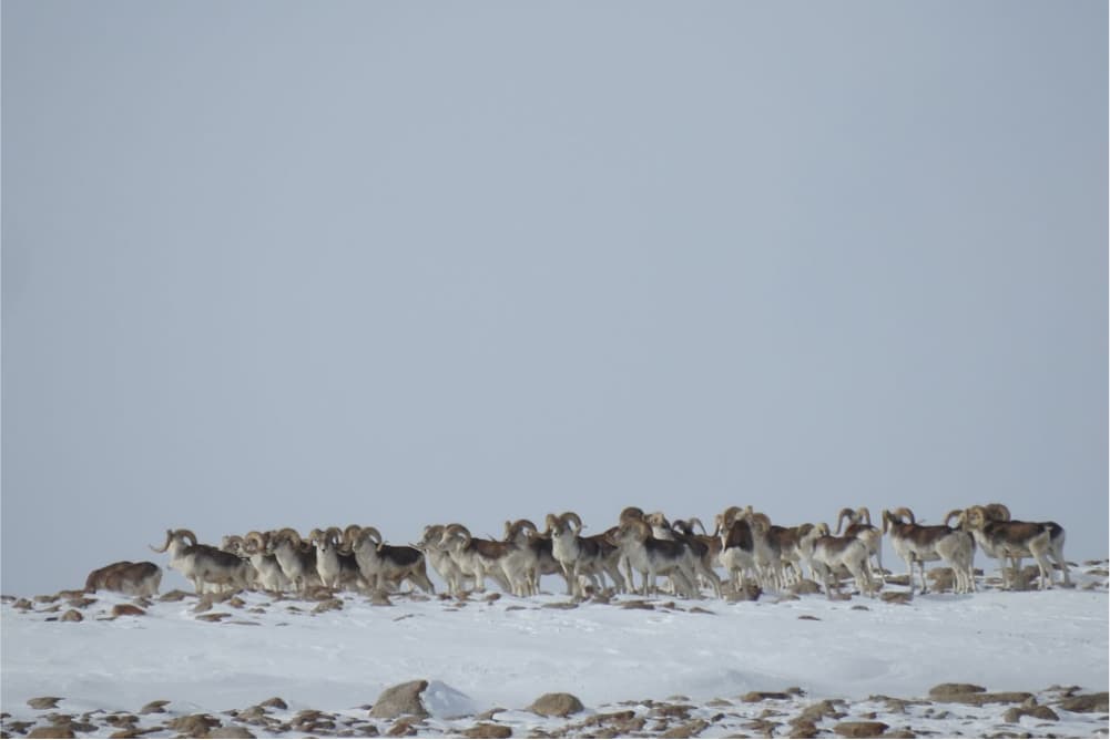 Wildlife in the Pamir Mountains