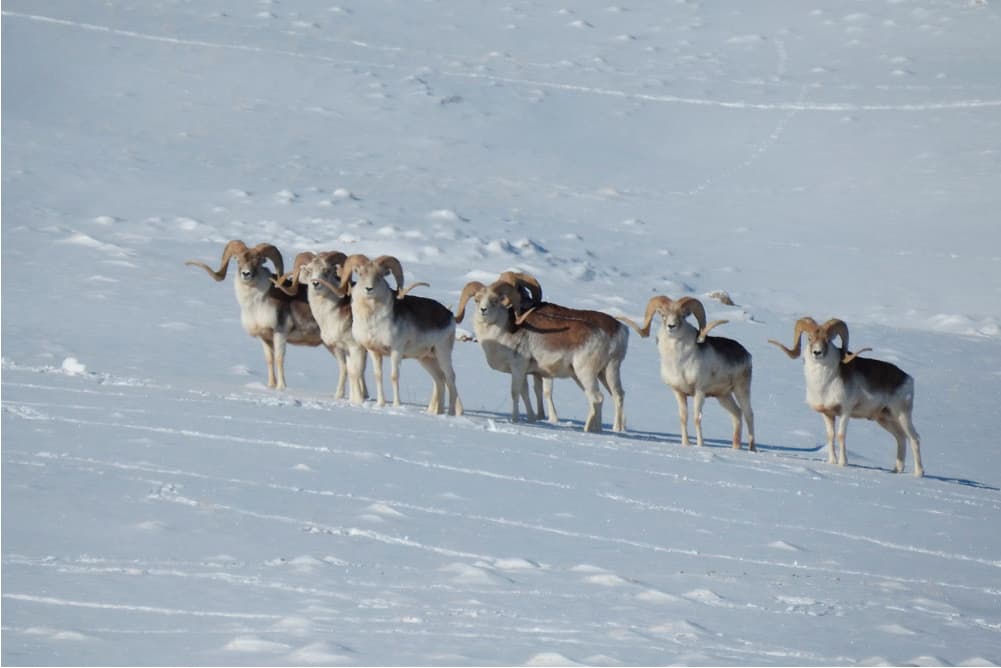 Wildlife in the Pamir Mountains