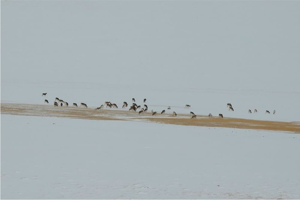 Wildlife in the Pamir Mountains