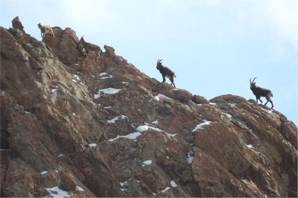 Wildlife in the Pamir Mountains