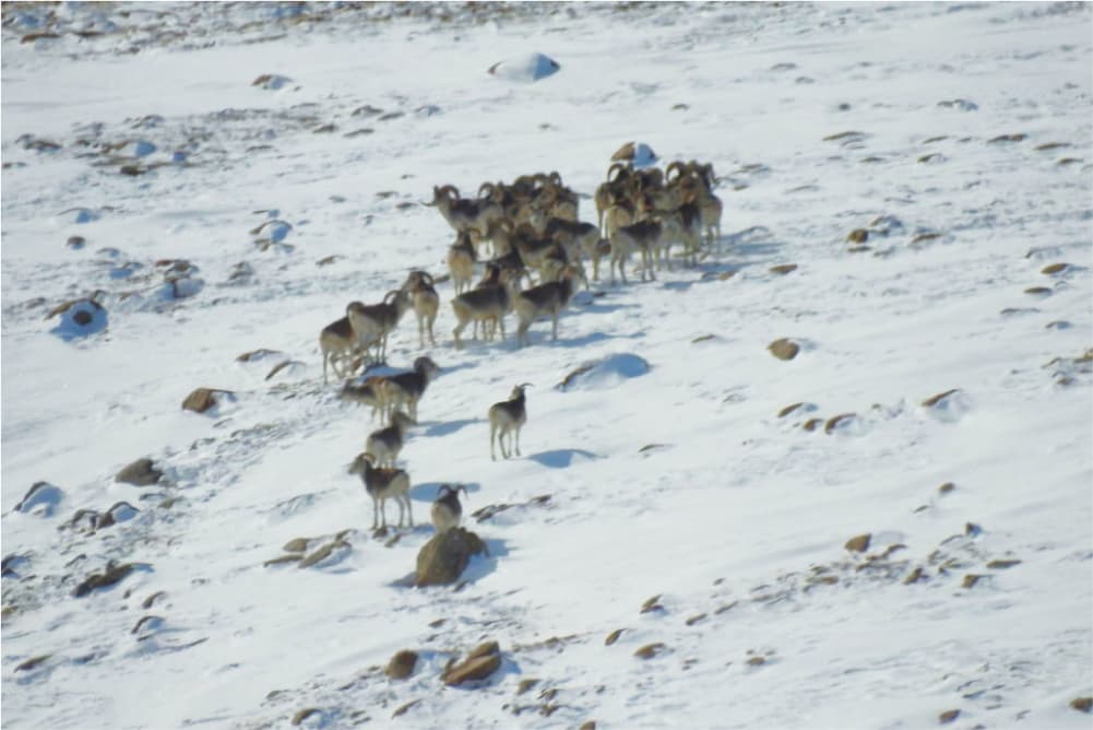 Wildlife in the Pamir Mountains