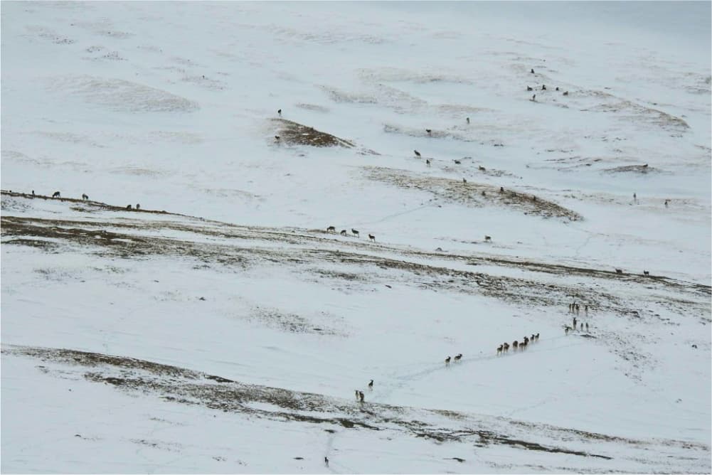 Wildlife in the Pamir Mountains