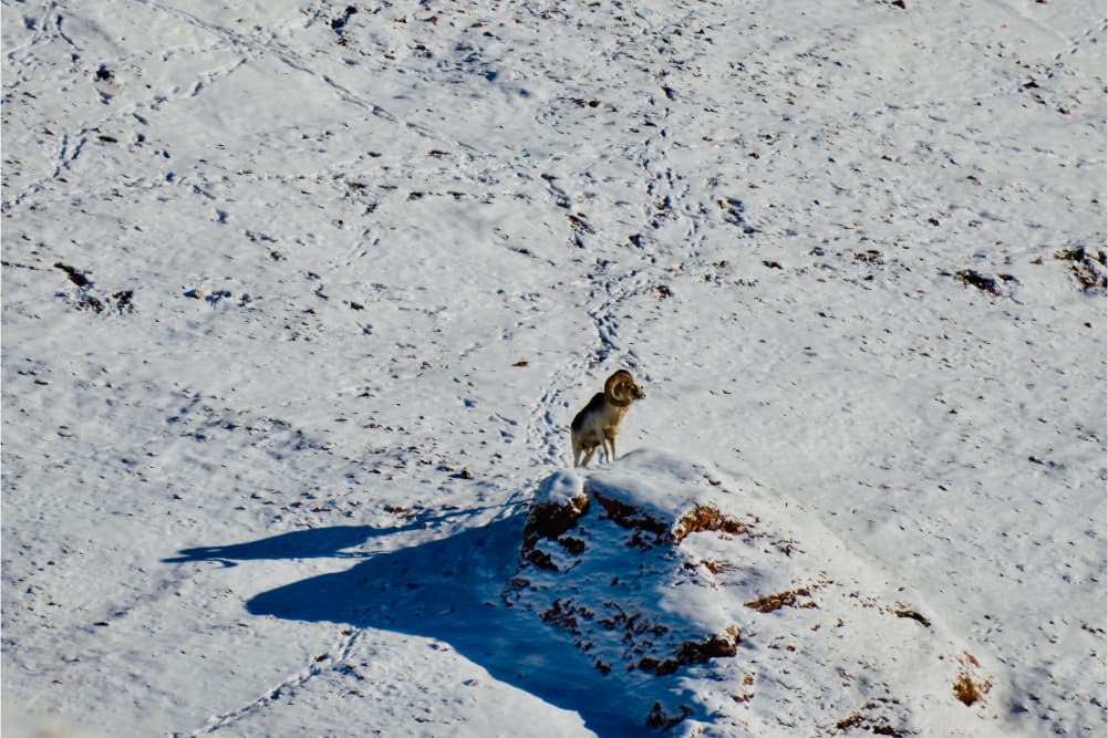 Wildlife in the Pamir Mountains