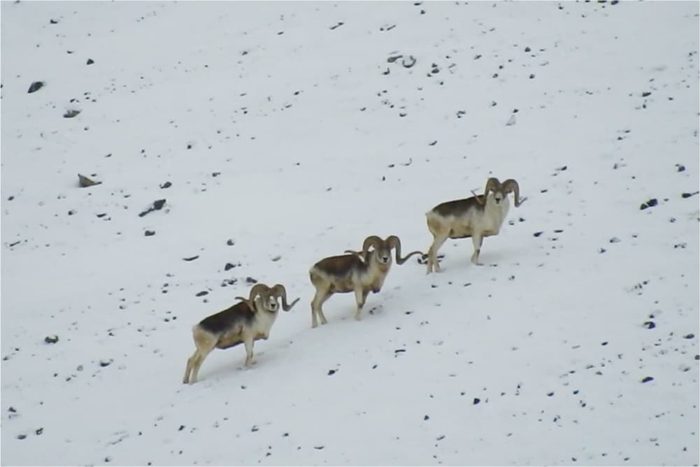 Wildlife in the Pamir Mountains