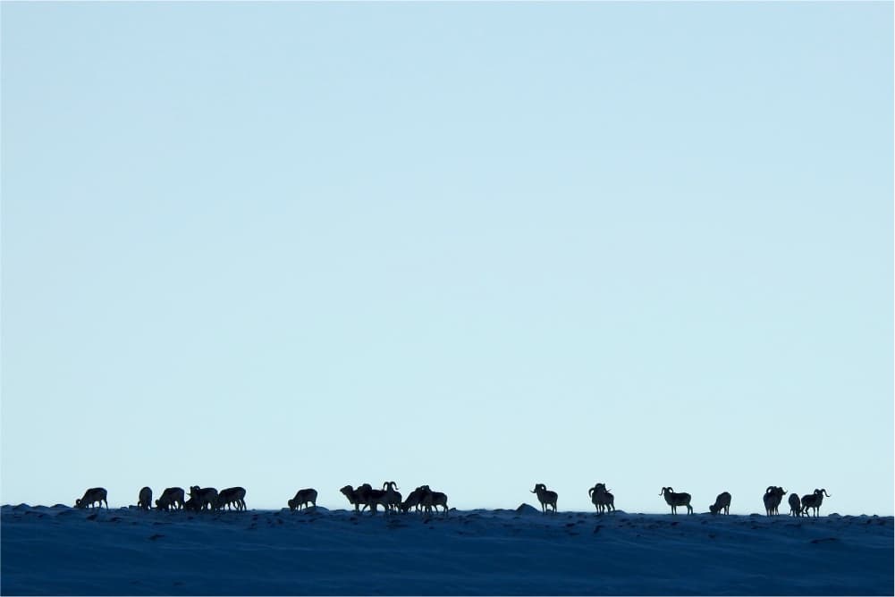 Wildlife in the Pamir Mountains