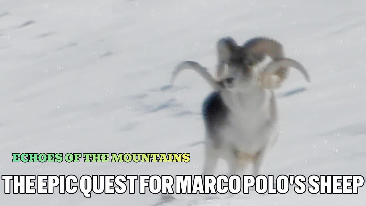 Echoes of the Mountains: The Epic Quest for Marco Polo's Sheep #shorts