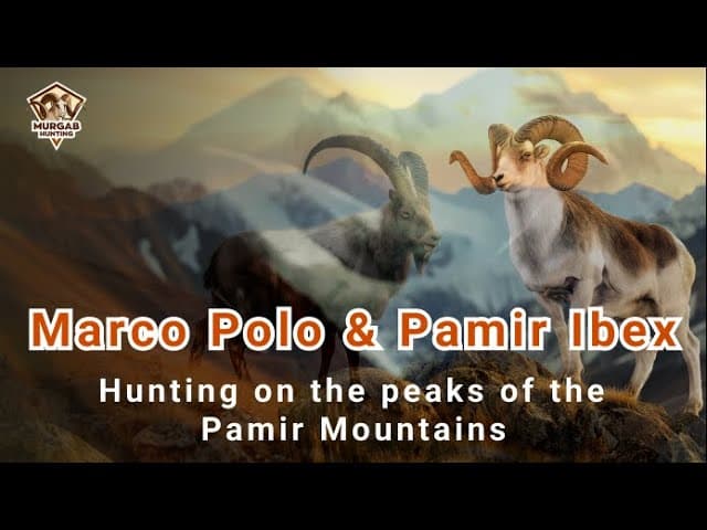Hunting on the peaks of the Pamir Mountains: Marco Polo sheep and Pamir Ibex